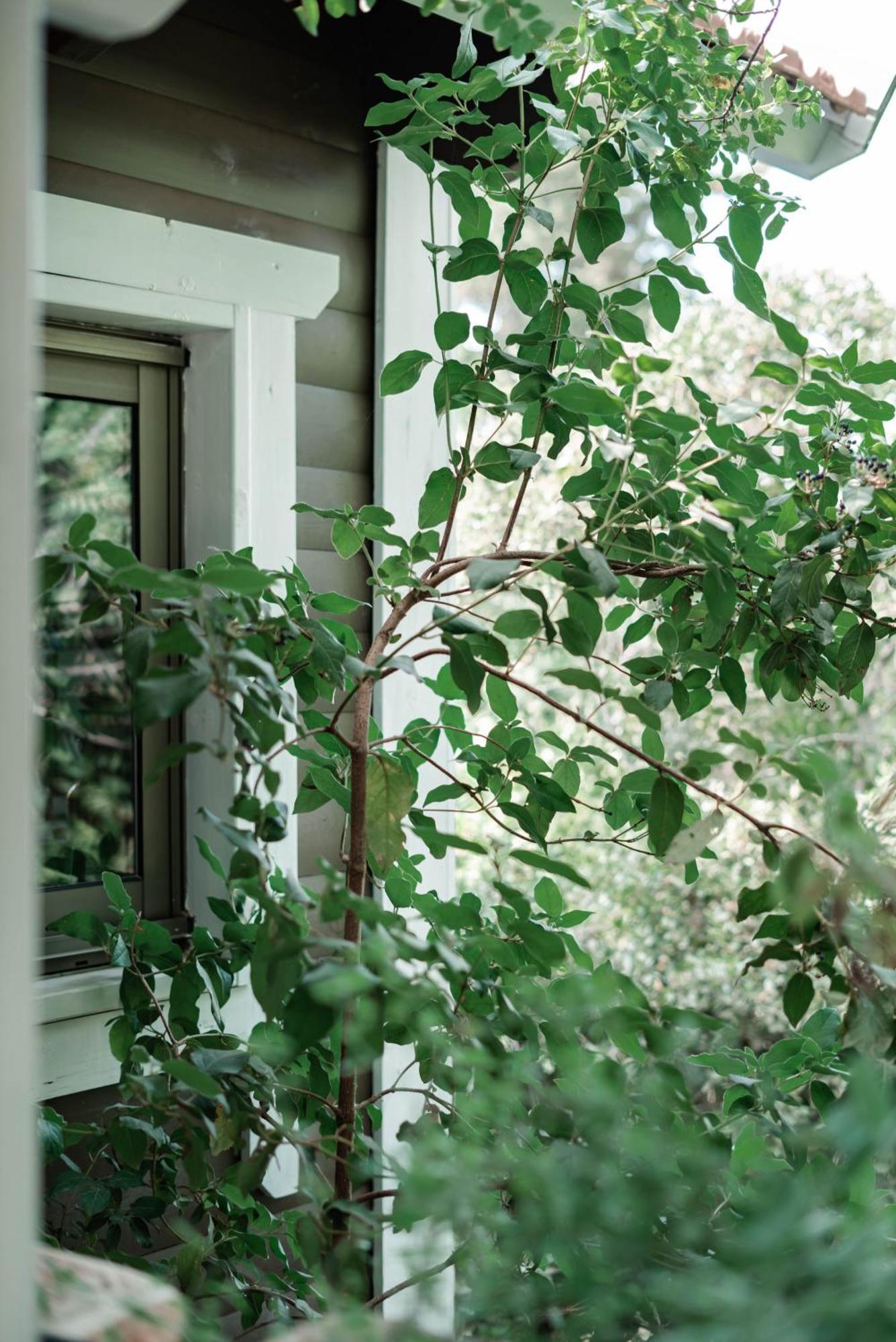 Live In The Woods Villa Mikhmannim Buitenkant foto